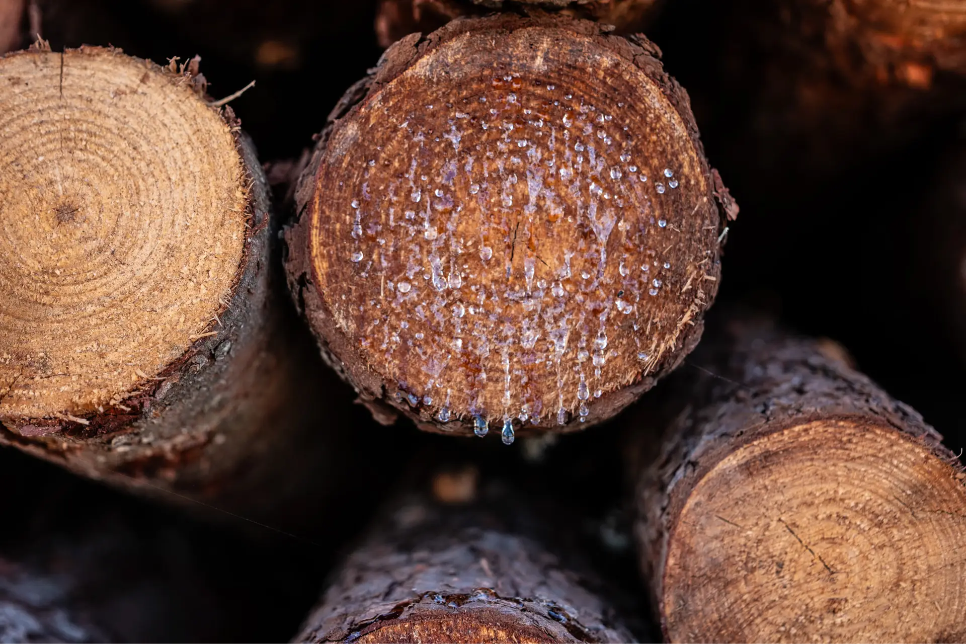 Transversal cuts on wood logs